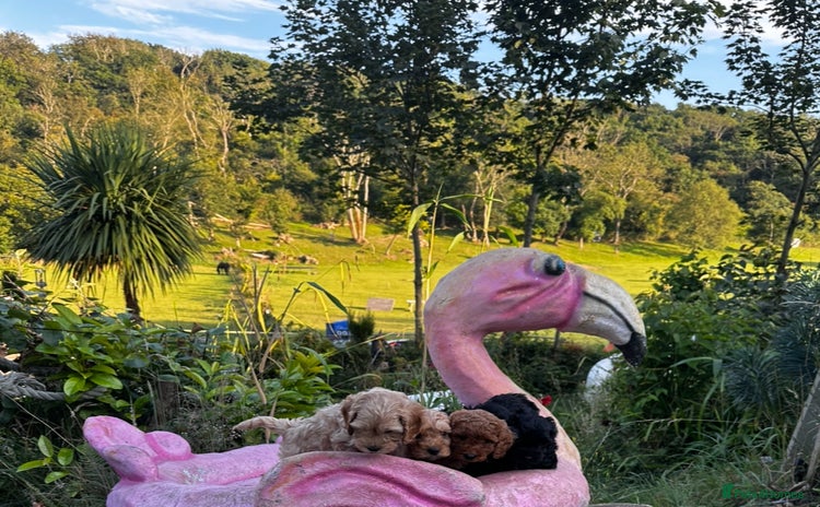Cockapoo dogs - Advert 3