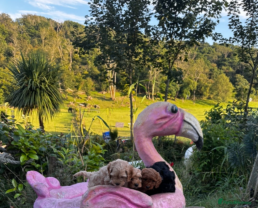 Cockapoo dogs for sale: Lovely litter cockapoo  - Image 1