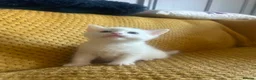 British Shorthair cats for sale: READY TO LEAVE BRITISH SHORTHAIR KITTENS  - Advert 6