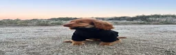 Cocker Spaniel dogs for sale: 21 Month Cocker Spaniel in Fleet - Advert 12