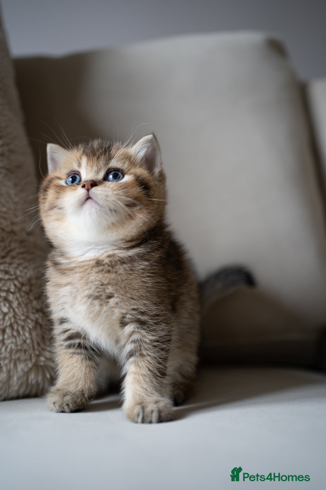 British Shorthair cats for sale: 1 girl available  - Advert 19