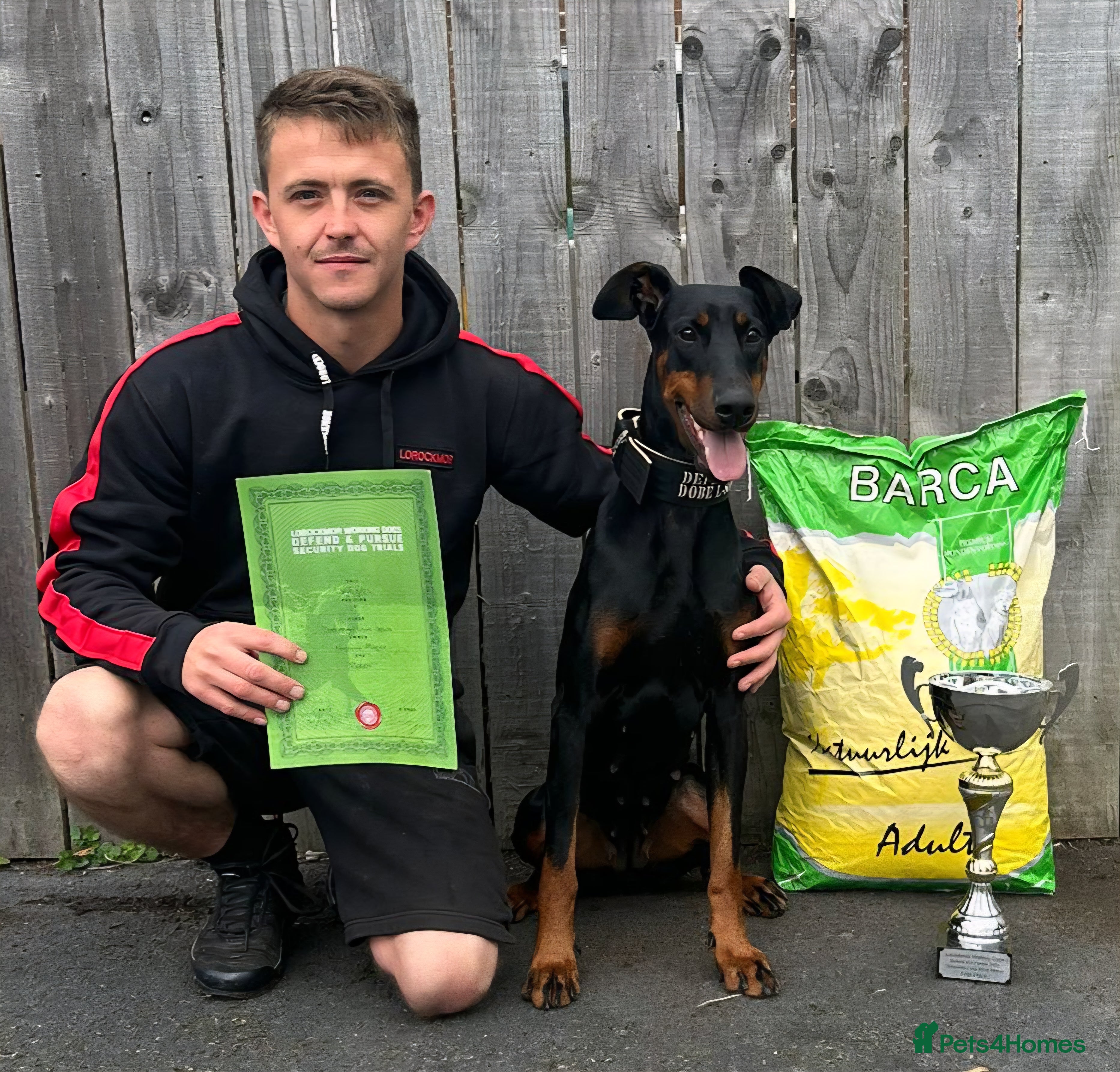 Dobermann dogs 4 EXCEPTIONALLY WELL BRED FEMALES ( REBEL X COLT) - Advert 1