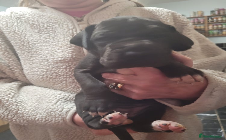 Great Dane dogs Magnificent litter of black great dane puppies - Advert 1