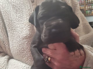 Great Dane dogs Magnificent litter of black great dane puppies - Advert 6