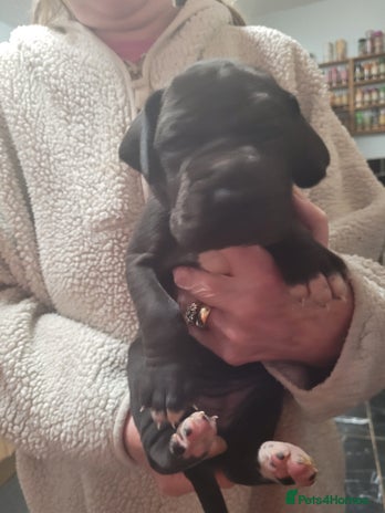 Great Dane dogs Magnificent litter of black great dane puppies - Advert 1