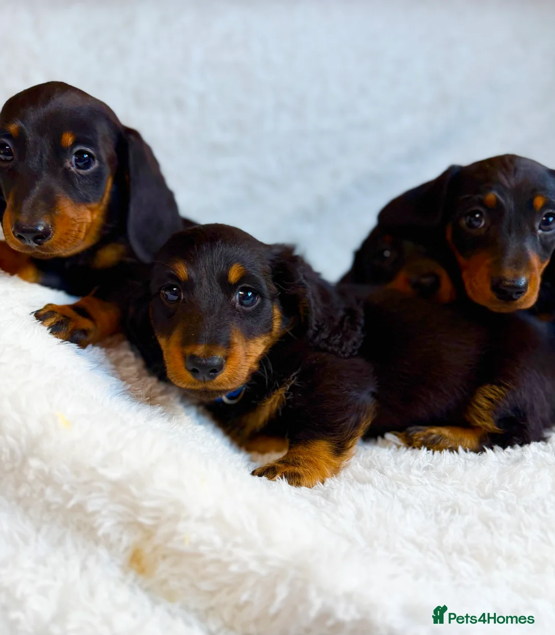 Miniature Dachshund dogs for sale: Beautiful Miniature Dachshund puppies for sale - Advert 6