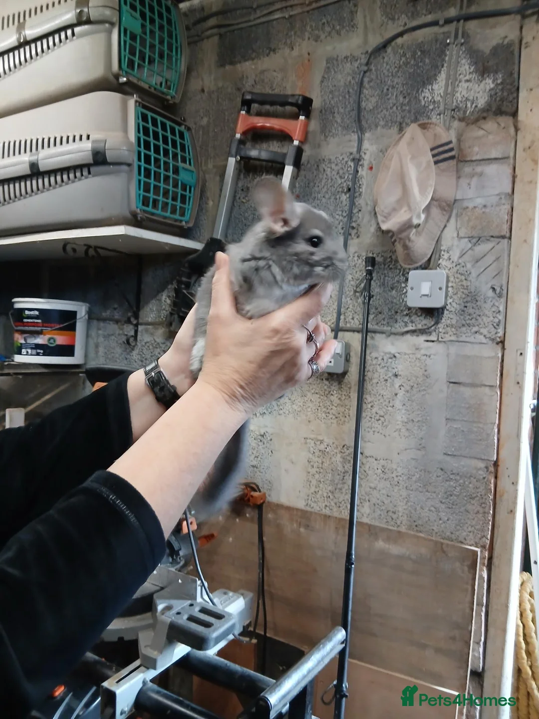 Chinchilla rodents for sale: 2 baby male chinchillas for sale - Advert 2