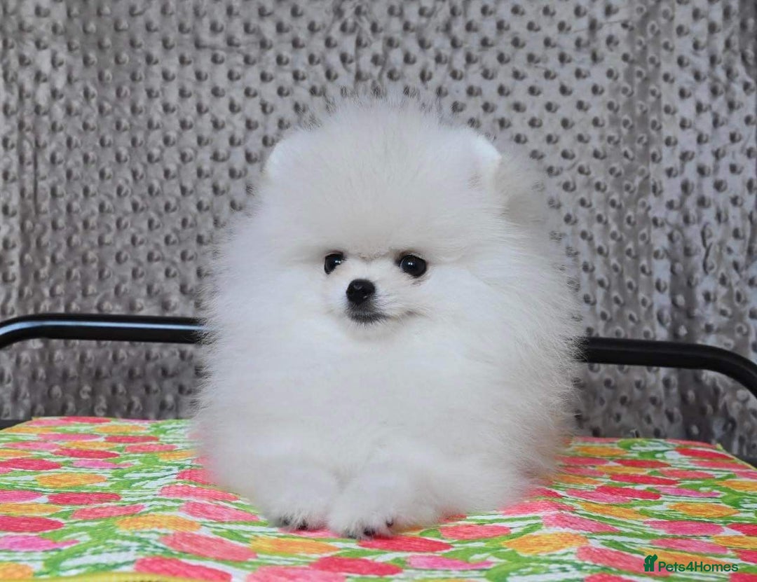 Pomeranian dogs for stud: Tiny1.4kg KC white Top Quality Pomeranian Stud in Coventry - Advert 5