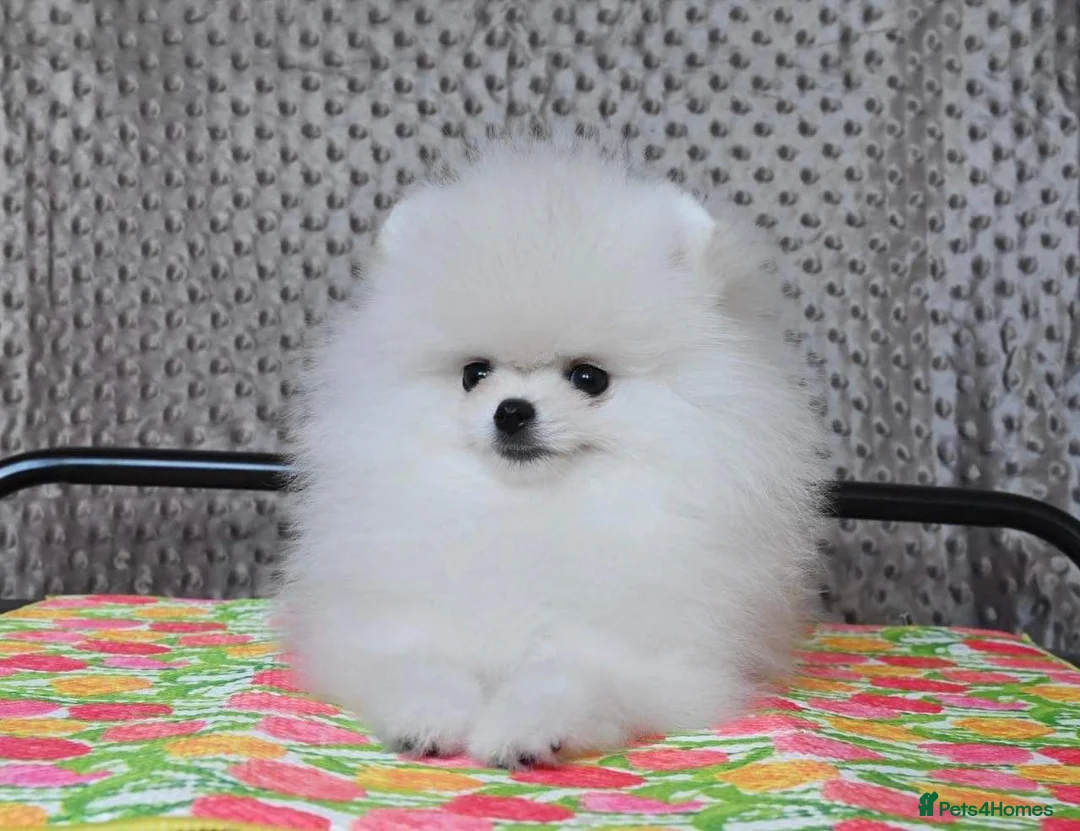 Pomeranian dogs for stud: Tiny1.4kg KC white Top Quality Pomeranian Stud in Coventry - Advert 5