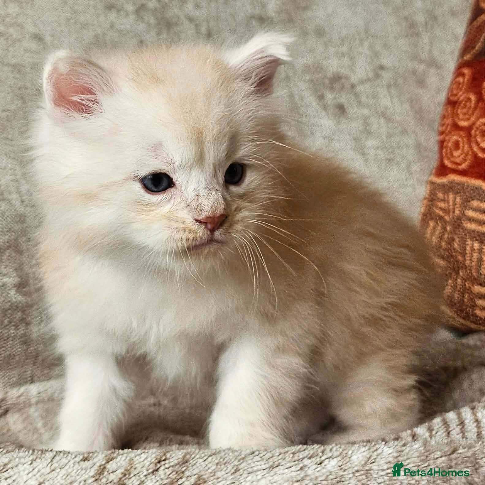 Maine Coon cats XXL Exceptional Pedigree Kittens Russian line - Advert 9