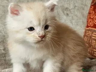 Maine Coon cats XXL Exceptional Pedigree Kittens Russian line - Advert 9