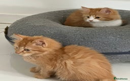 Maine Coon cats for sale: Stunning Kitten Mainecoon Girls - Image 15