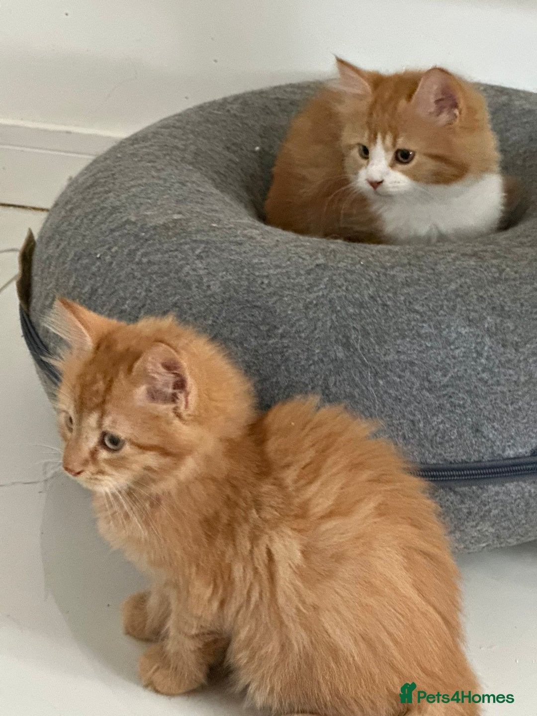 Maine Coon cats for sale: Stunning Kitten Mainecoon Girls - Image 15