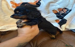 Miniature Dachshund dogs for sale: Stunning Silver & Chocolate Dapple Miniatures - Image 6
