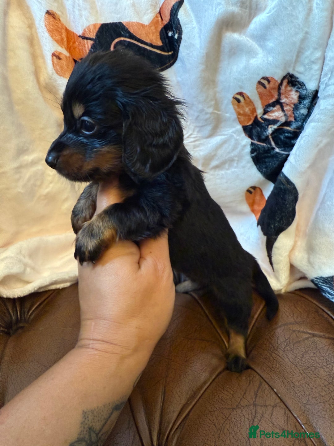 Miniature Dachshund dogs for sale: Stunning Silver & Chocolate Dapple Miniatures - Image 6