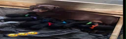 Dachshund dogs for sale: 🐾 Dachshund Puppies 🐾 - Advert 14