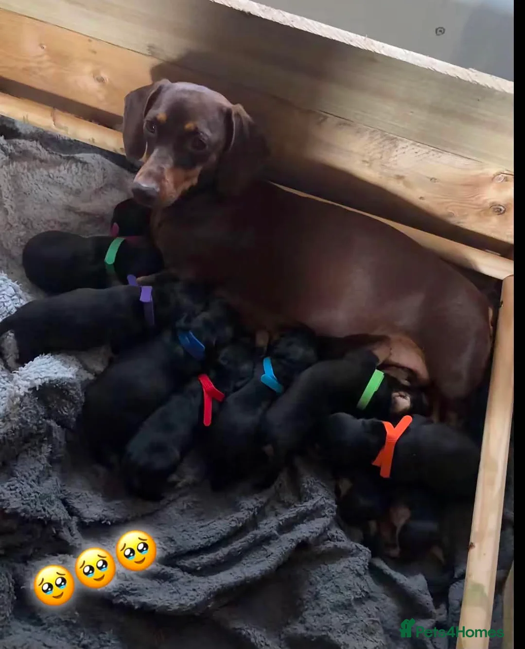 Dachshund dogs for sale: 🐾 Dachshund Puppies 🐾 - Advert 14