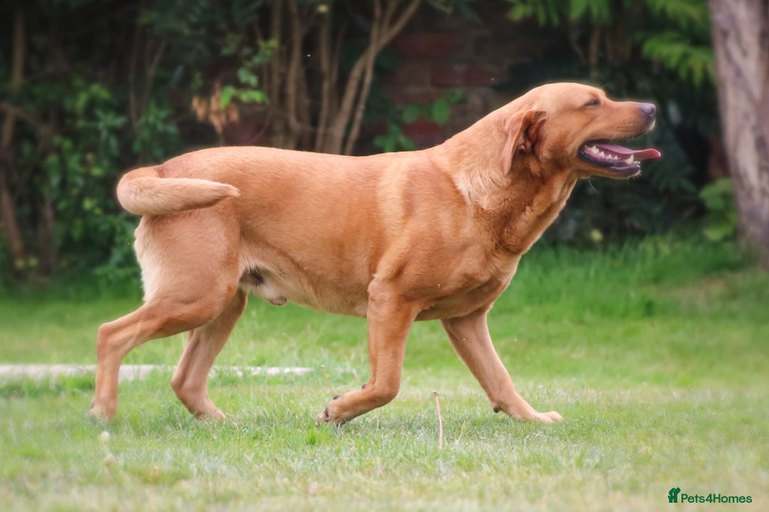 Labrador Retriever dogs for sale: STUNNING GOLDEN/FOX RED KC REG LABRADOR RTL - Image 16