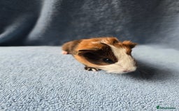 Guinea Pig rodents for sale: Baby Guinea Pigs Taking Reservations.   - Image 1