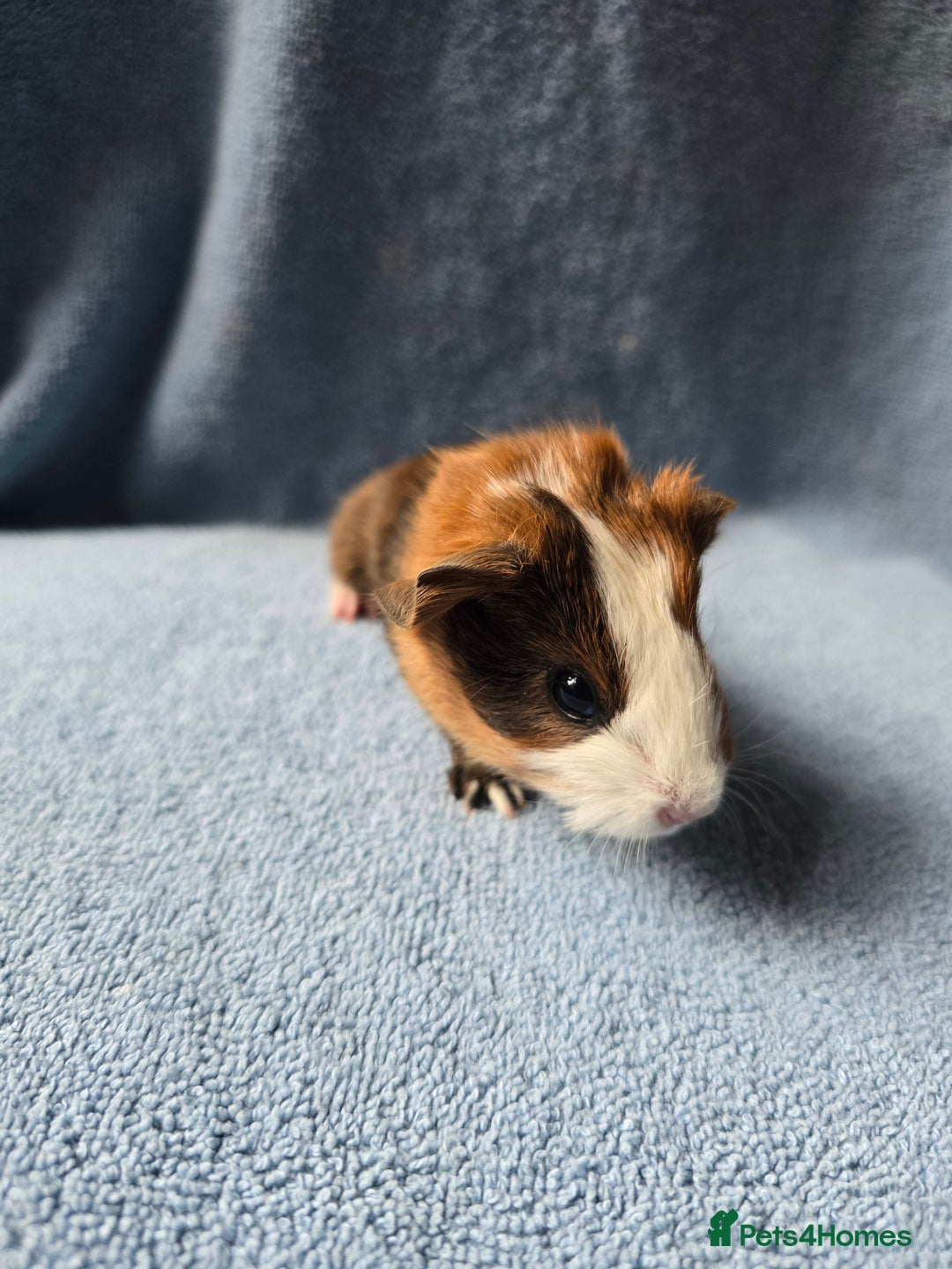 Guinea Pig rodents for sale: Baby Guinea Pigs Taking Reservations.   - Image 1