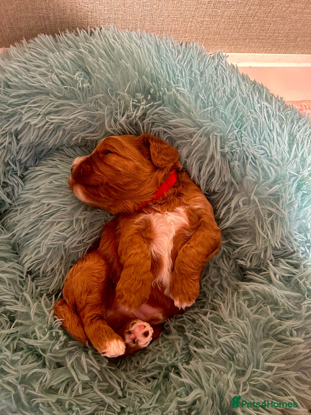 Cavapoo dogs for sale: Pups coming soon (F1) - Advert 3