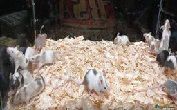 Mouse rodents for sale: Baby Fancy Pet Mice , Females available  - Image 4