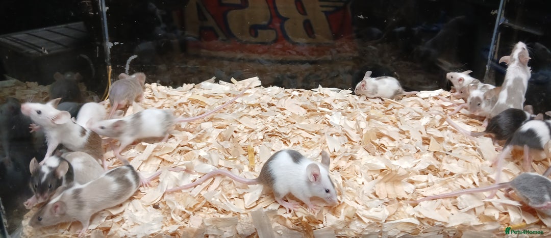 Mouse rodents for sale: Baby Fancy Pet Mice , Females available  - Image 4