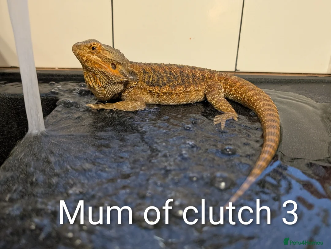 Bearded Dragon reptiles for sale: Baby Bearded Dragons  - Advert 14