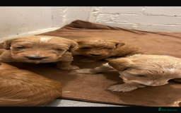 Cockapoo dogs for sale: Amazing litter of f1b cockerpoo puppies for sale - Image 4