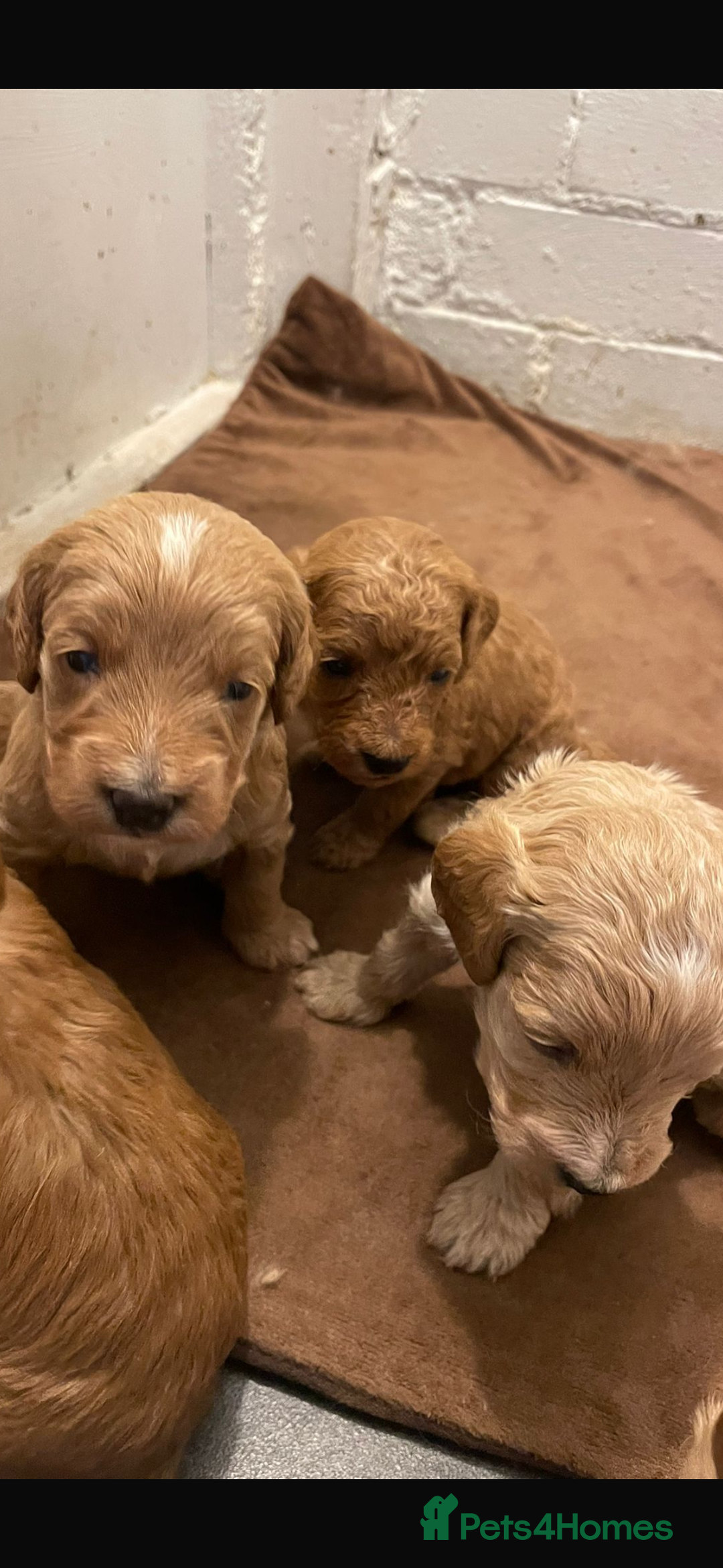 Cockapoo dogs for sale: Amazing litter of f1b cockerpoo puppies for sale - Image 4