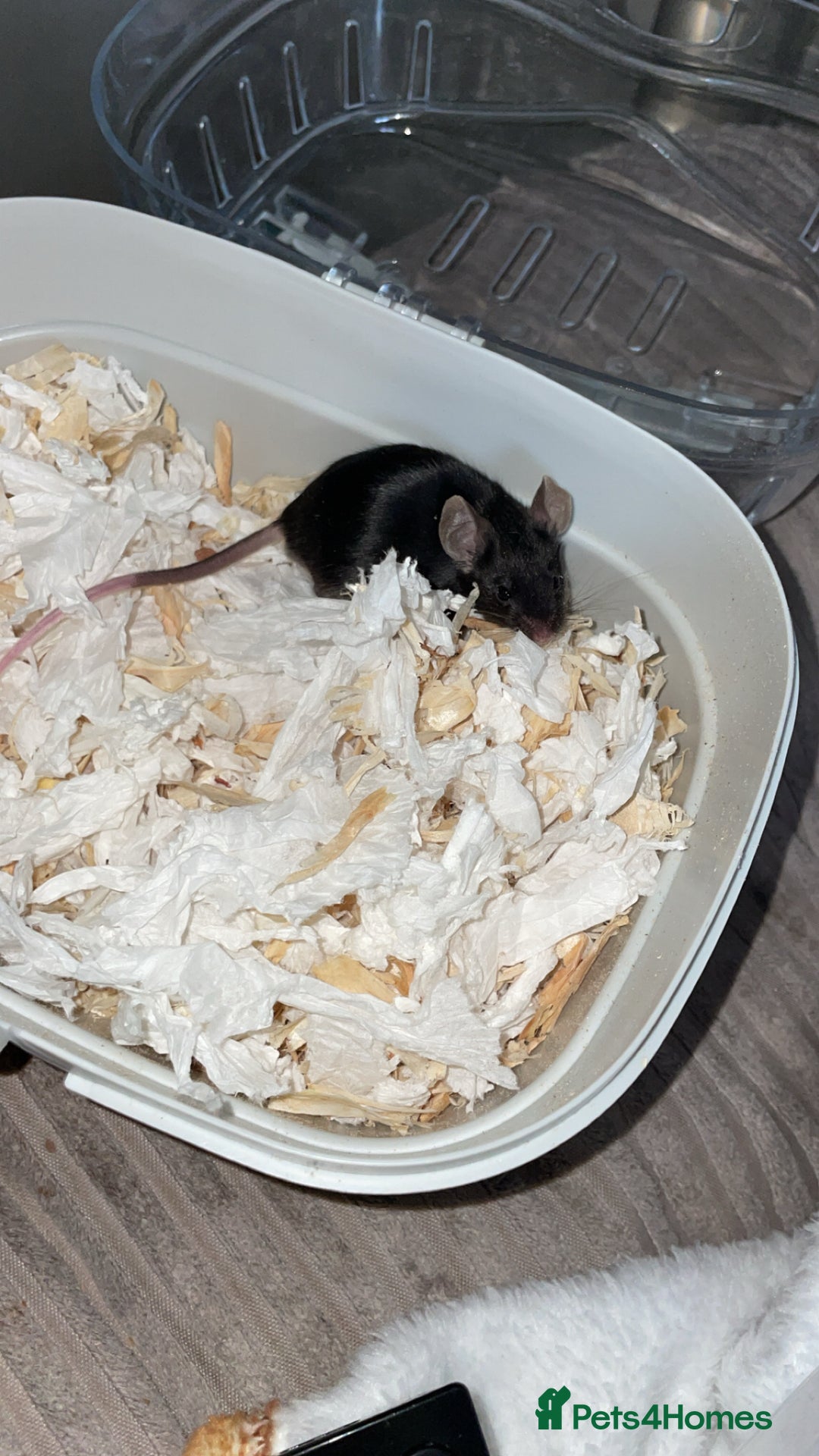 Mouse rodents for sale: Male mice  - Advert 2