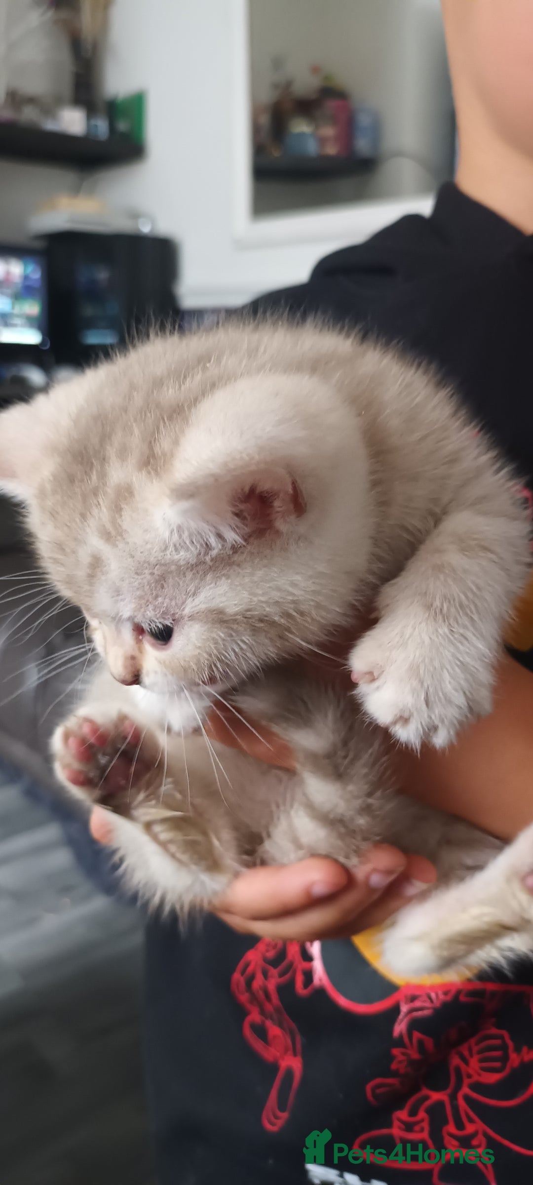 British Shorthair cats for sale: British short hair lilac kittens - Image 4