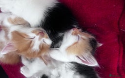 Mixed Breed cats for sale: Gorgeous Fluffy Kittens - Image 3