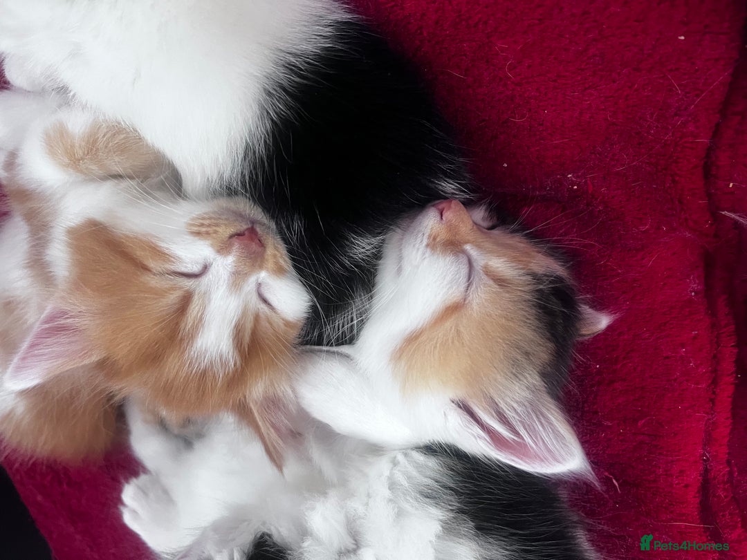 Mixed Breed cats for sale: Gorgeous Fluffy Kittens - Image 3