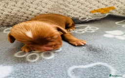 Cocker Spaniel dogs for sale: Red Cocker Spaniel Puppies - Image 14