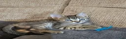 Mixed Breed cats for sale: Adorable Grey kittens for sale  - Advert 33