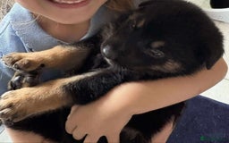 Shepsky dogs for sale: Beautiful puppies  - Image 11