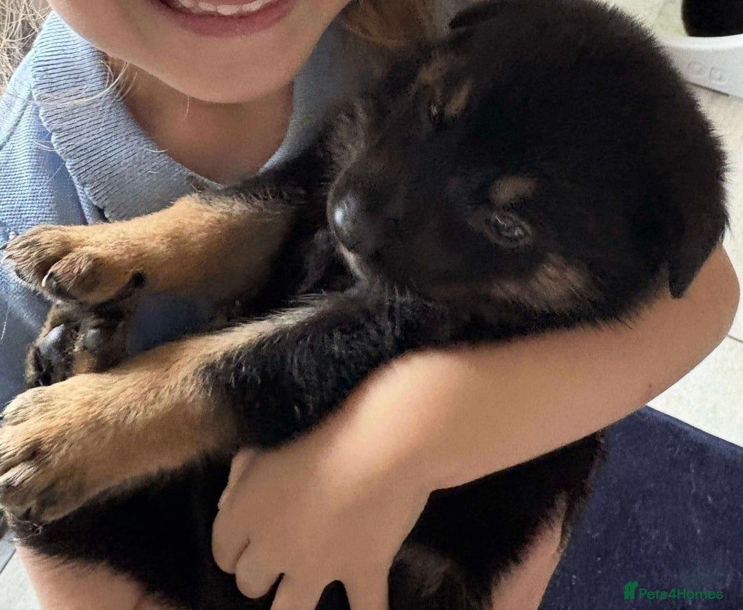Shepsky dogs for sale: Beautiful puppies  - Image 11