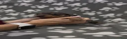 Miniature Dachshund dogs for sale:  Miniature Dachshund Puppies - Advert 3