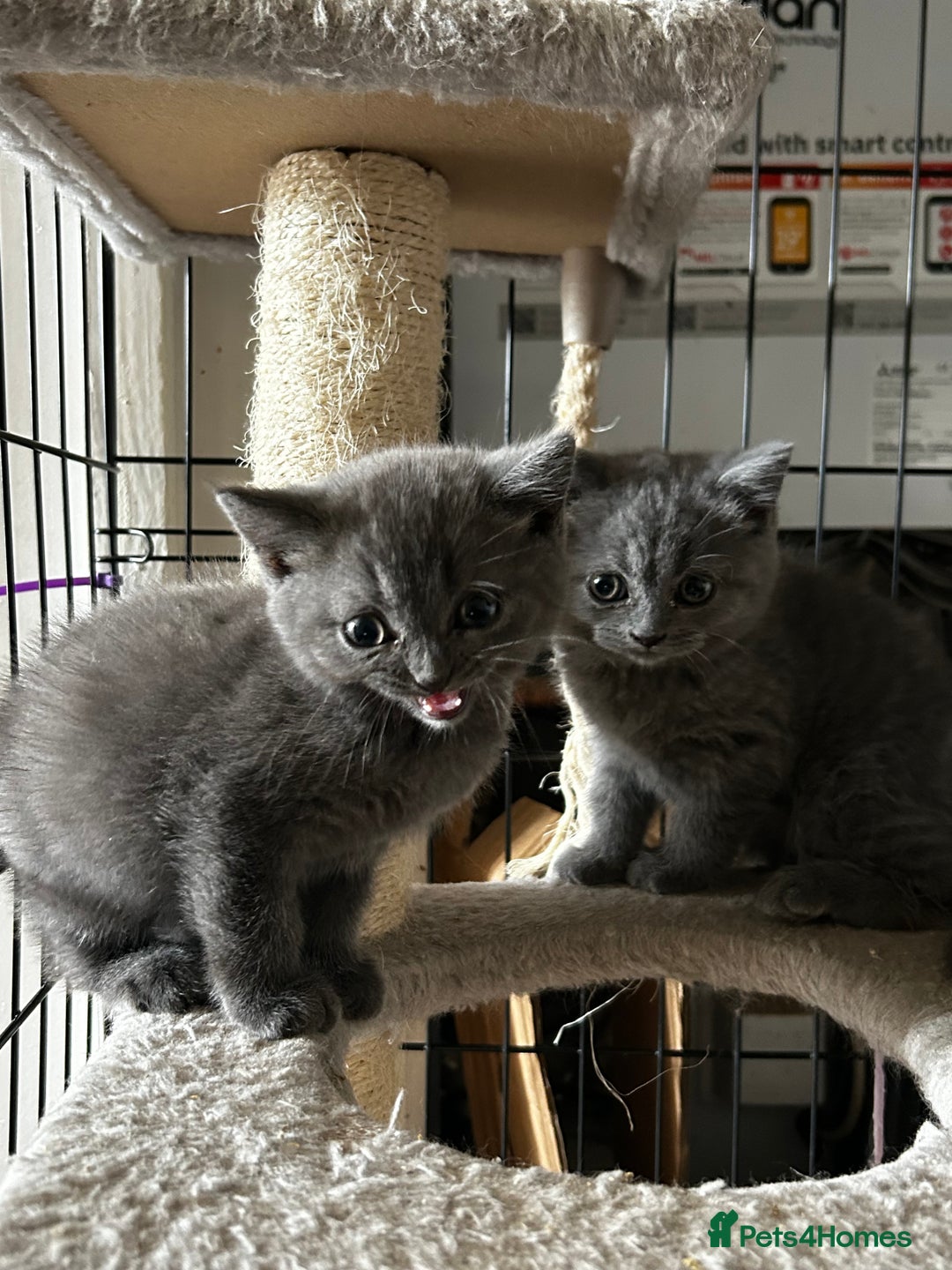 British Shorthair cats for sale: Gorgeous Blue British Shorthairs  - Image 7