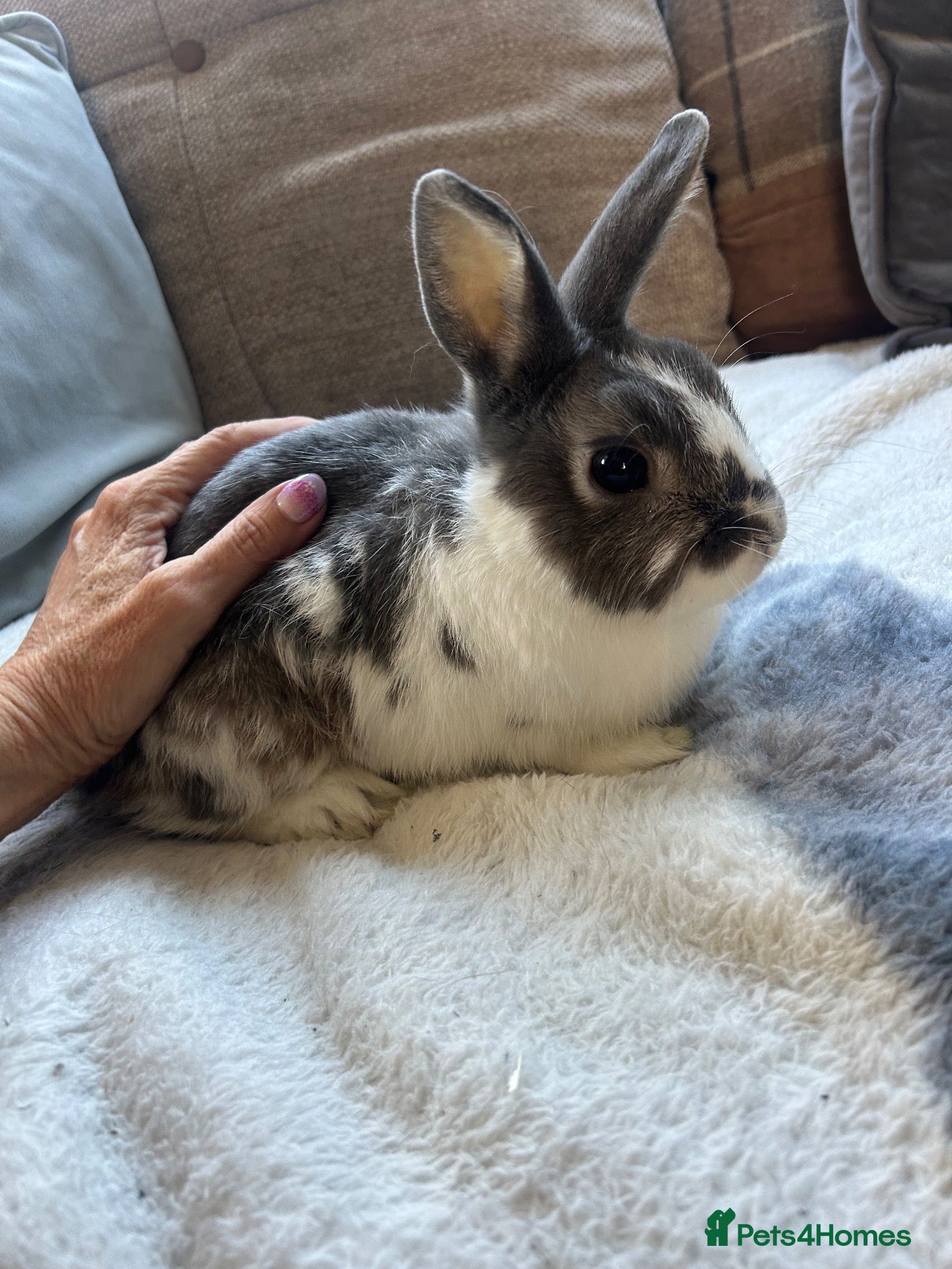 Mini Lop rabbits for sale: Beautiful friendly 2yr male Netherland dwarf x  - Advert 2