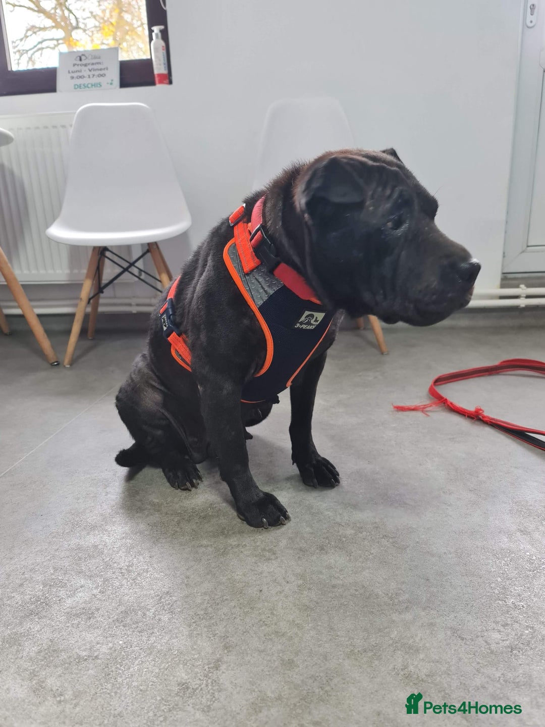 Shar Pei dogs for adoption: LIPA - a Superb, limping Girl, for a Loving Home - Image 15