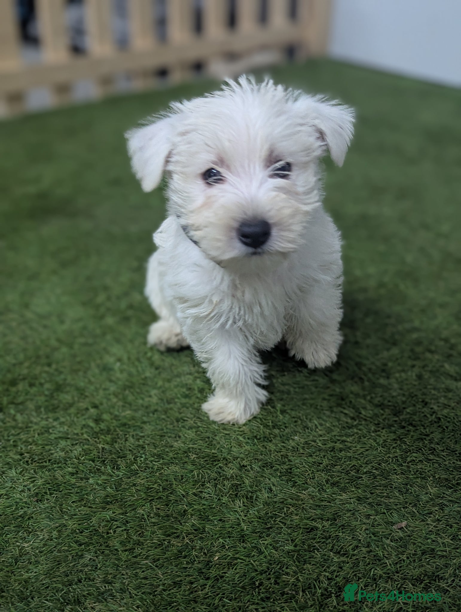 West Highland Terrier dogs West Highland Terrier puppies  - Advert 1