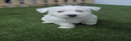 West Highland Terrier dogs for sale: West Highland Terrier puppies  - Advert 1