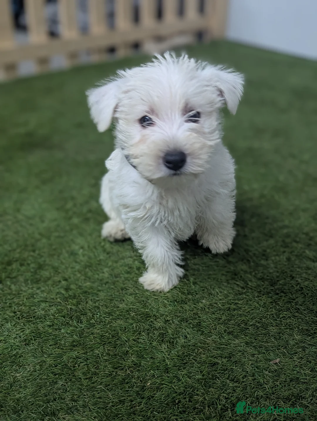 West Highland Terrier dogs for sale: West Highland Terrier puppies  - Advert 1