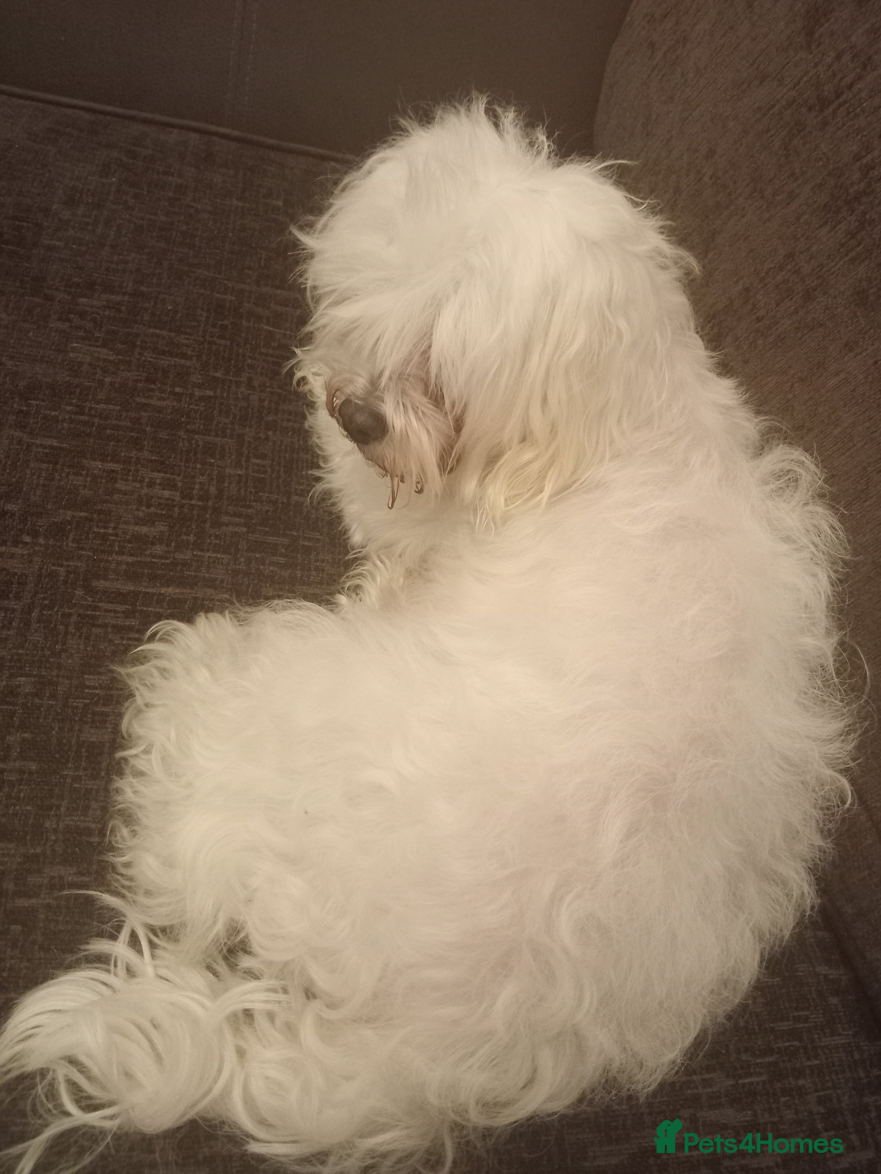 Bichon Frise dogs for sale  - Advert 2