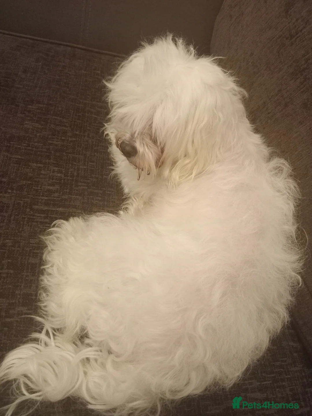 Bichon Frise dogs for sale: for sale  - Advert 1