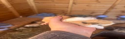 Guinea Pig rodents for sale: Male guinespigs  - Advert 7