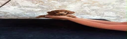 Miniature Poodle dogs for sale: Stunning Red Miniature Poodle Girl - Advert 6