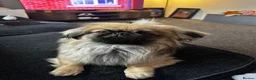 Pekingese dogs for sale: Luxury Pekingese puppies - Advert 3